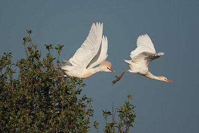 BUITEN BEELD Foto: 337783