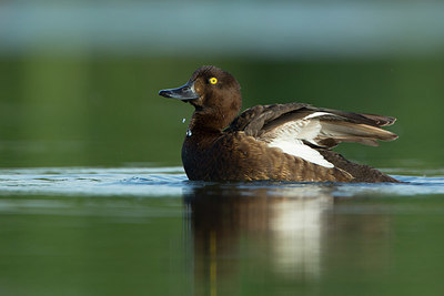 BUITEN BEELD Foto: 337795