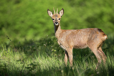 BUITEN BEELD Foto: 337803