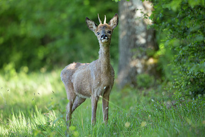 BUITEN BEELD Foto: 337804