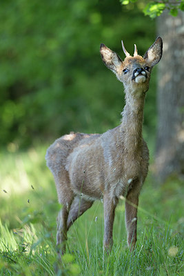 BUITEN BEELD Foto: 337806