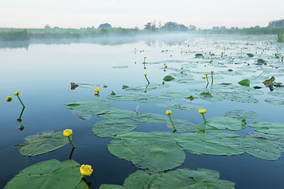 BUITEN BEELD Foto: 337836