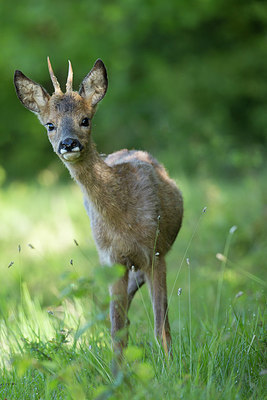 BUITEN BEELD Foto: 337839
