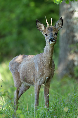 BUITEN BEELD Foto: 337840