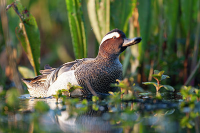 BUITEN BEELD Foto: 337851