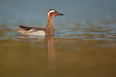 BUITEN BEELD Foto: 337852