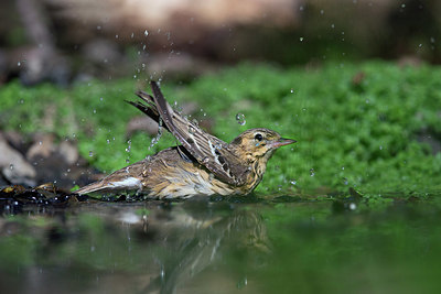 BUITEN BEELD Foto: 337857