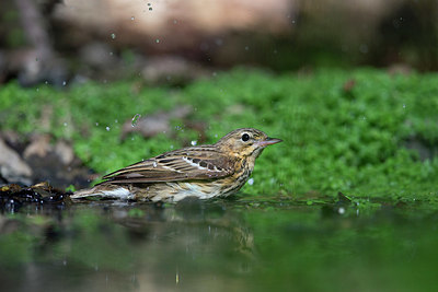 BUITEN BEELD Foto: 337858