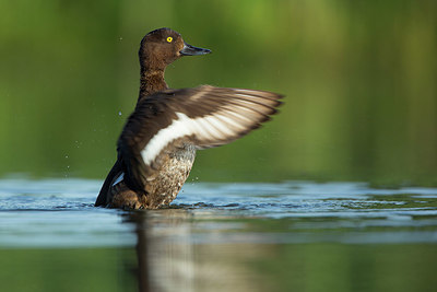 BUITEN BEELD Foto: 337871