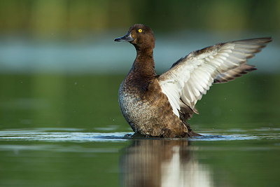 BUITEN BEELD Foto: 337872