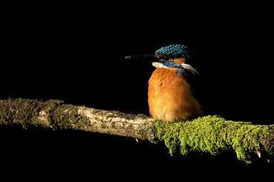 BUITEN BEELD Foto: 337912