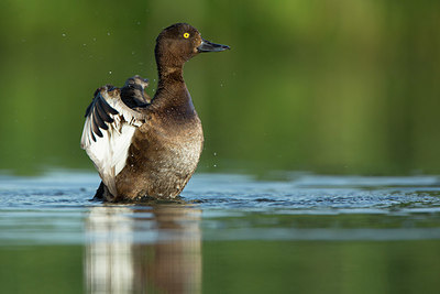 BUITEN BEELD Foto: 337934