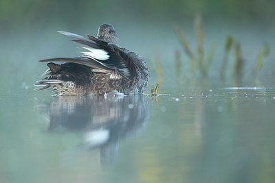 BUITEN BEELD Foto: 337954