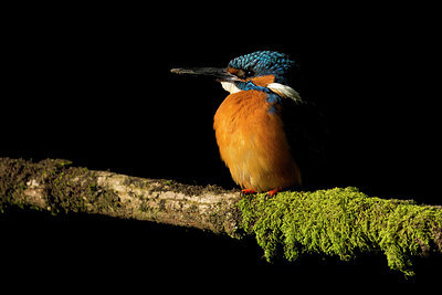 BUITEN BEELD Foto: 337956