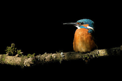 BUITEN BEELD Foto: 337961