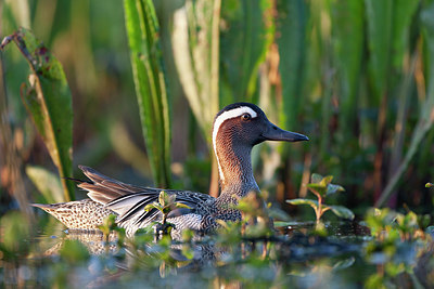 BUITEN BEELD Foto: 337967