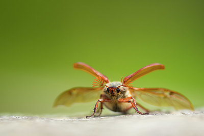 BUITEN BEELD Foto: 337976