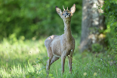 BUITEN BEELD Foto: 338006