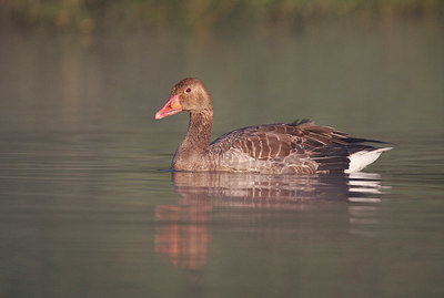 BUITEN BEELD Foto: 338029