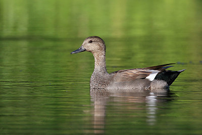 BUITEN BEELD Foto: 338032