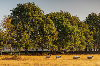 BUITEN BEELD Foto: 338065