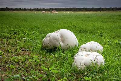 BUITEN BEELD Foto: 338067