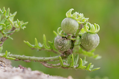 BUITEN BEELD Foto: 338076