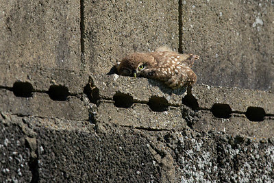 BUITEN BEELD Foto: 338080