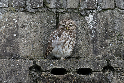 BUITEN BEELD Foto: 338083