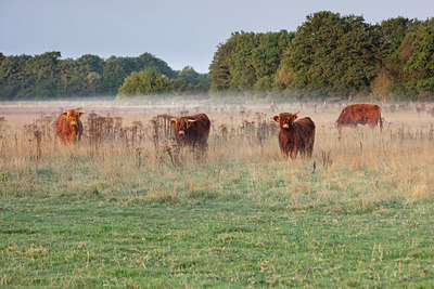 BUITEN BEELD Foto: 338091