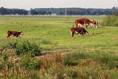 BUITEN BEELD Foto: 338121