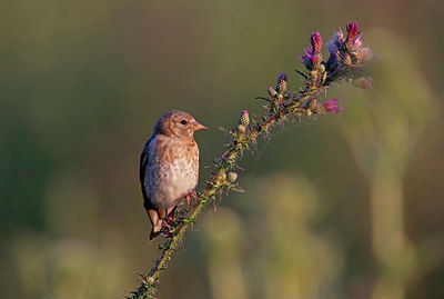 BUITEN BEELD Foto: 338138