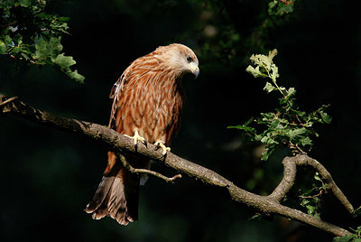 BUITEN BEELD Foto: 338139
