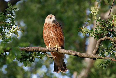 BUITEN BEELD Foto: 338141