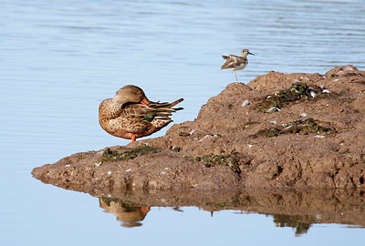 BUITEN BEELD Foto: 338143