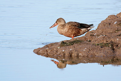 BUITEN BEELD Foto: 338144