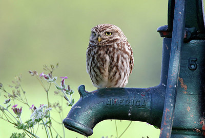 BUITEN BEELD Foto: 338147