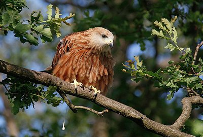 BUITEN BEELD Foto: 338151