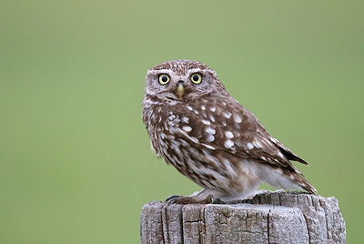 BUITEN BEELD Foto: 338152