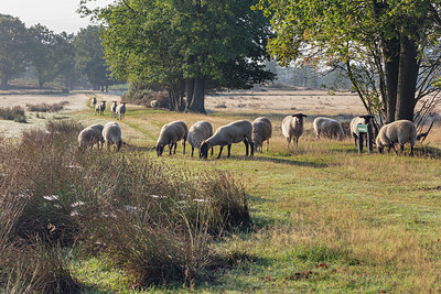 BUITEN BEELD Foto: 338161