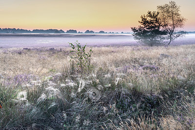BUITEN BEELD Foto: 338184