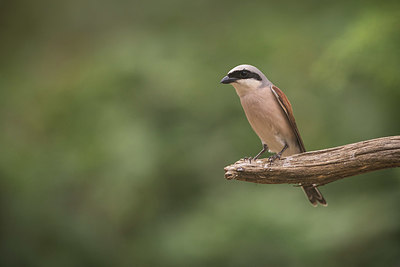 BUITEN BEELD Foto: 338186
