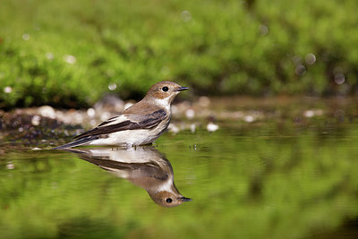 BUITEN BEELD Foto: 338204