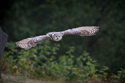 BUITEN BEELD Foto: 338223