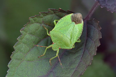 BUITEN BEELD Foto: 338235