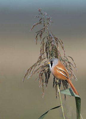 BUITEN BEELD Foto: 338309