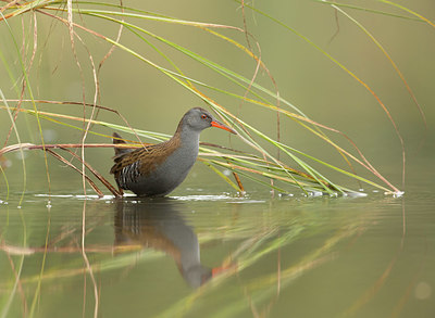 BUITEN BEELD Foto: 338398