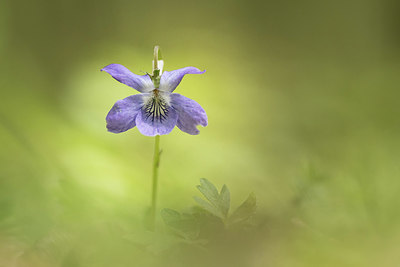 BUITEN BEELD Foto: 338405