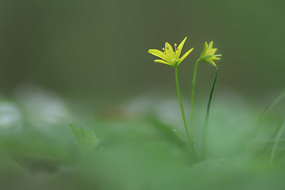BUITEN BEELD Foto: 338407