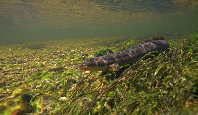 BUITEN BEELD Foto: 338456